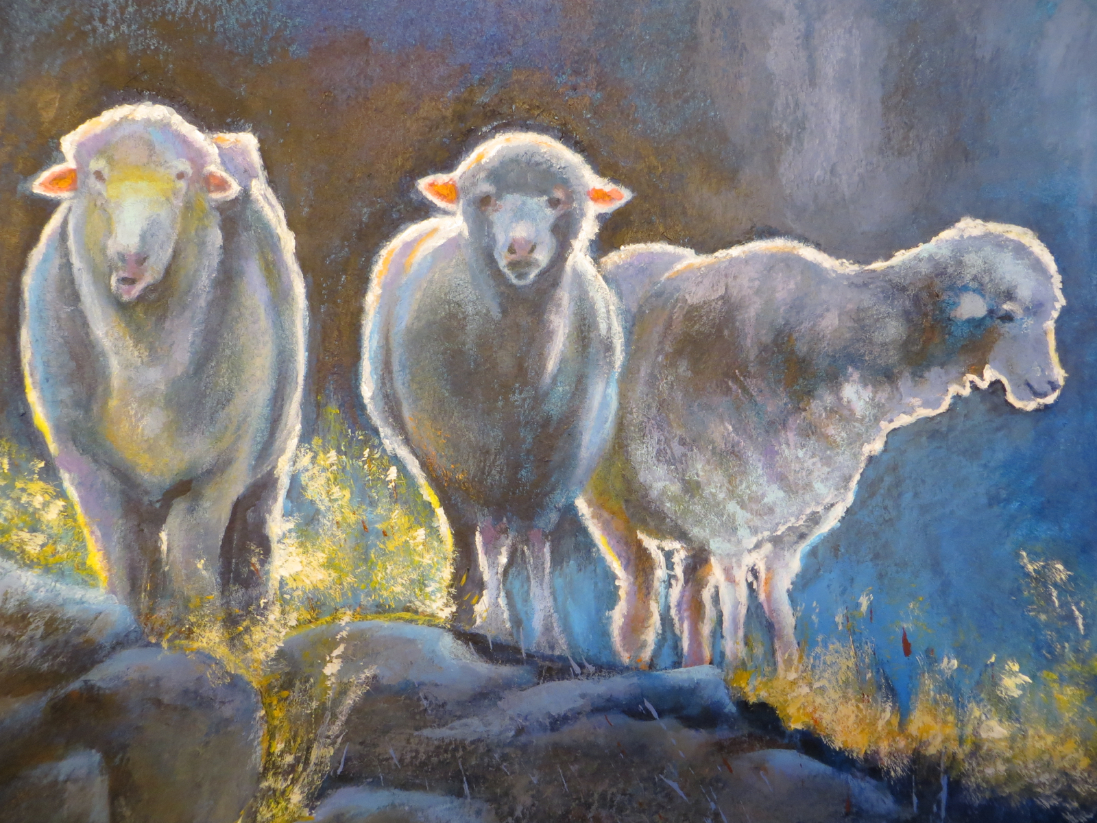 Schapen in Nieuw Zeeland